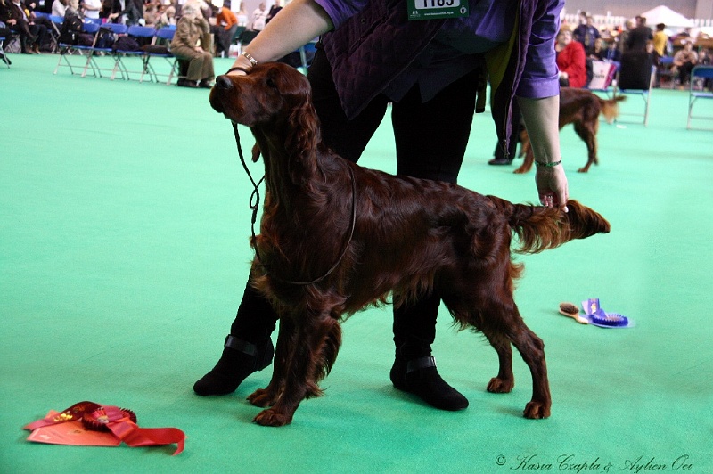 Crufts2011 203.jpg